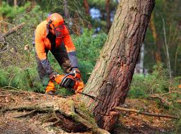 Best Arborist Consultation Services  in Wills Point, TX